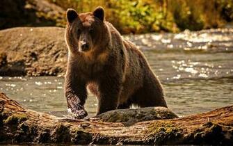 Grizzly Bear Wallpaper