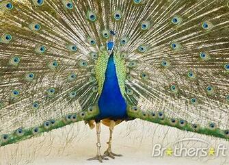 Pictures Image And Photos Birds Screensaver