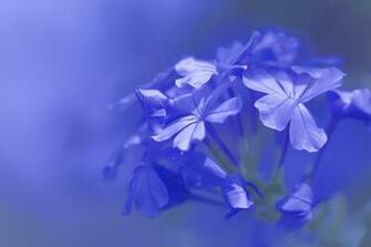 Wallpaper Petals Blue Lilac Color Flowers