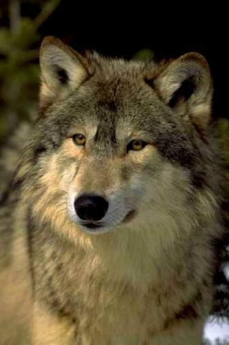 Wolf iPhone HD Wallpaper