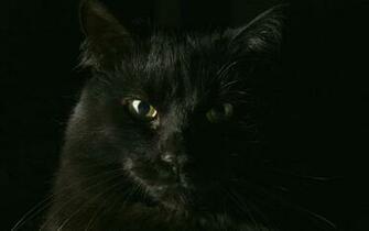 Image For Black Cat Animal HD Desktop Wallpaper