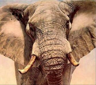 Elephants Animals Wild Skin
