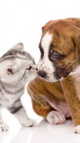 Animal Cat Dog