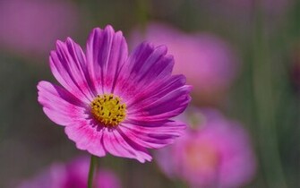Purple Haze Flower Wallpaper