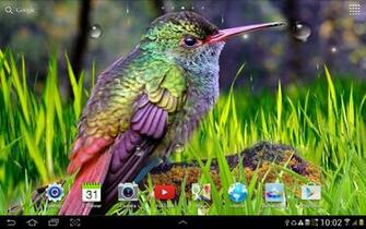Hummingbirds Live Wallpaper Android Apps On Google Play