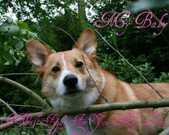 Welsh Corgi Wallpaper Pembroke Desktop Background