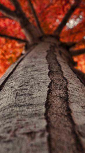Tree Trunk Looking Up Wallpaper iPhone Android Desktop