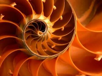 Seashells Wallpaper Shells Desktop