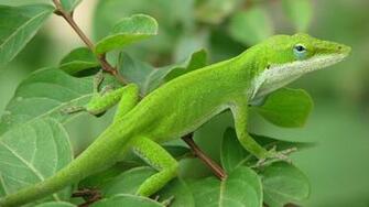 Lizard HD Wallpaper