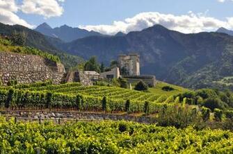 Vineyard Of The Caves Des Onze Communes In Aymavilles Valle D Aosta