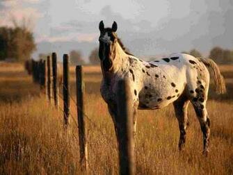 Wallpaper Farm Animal Background Appaloosa Horse