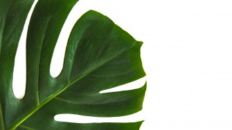 Minimalist Plant Wallpaper On