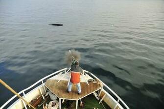 Hunting And Fishing Wallpaper Whales