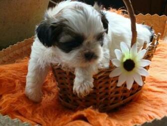 Shih Tzu Baby In Basket Wallpaper