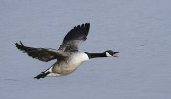 Pin Canadian Goose Wallpaper Animal