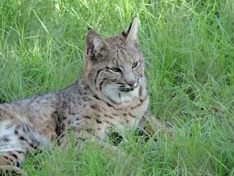 Bobcat By Illmatar