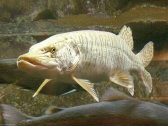 Musky Desktop Wallpaper On
