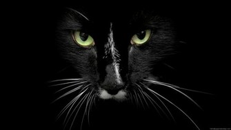 Animals HD Wallpaper Full 1080p