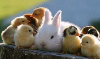 Baby Animal Wallpaper HD Image One Pictures