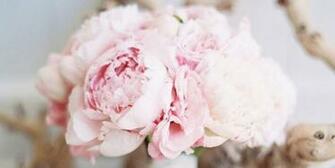 Peonies Cover Photo O Jpg