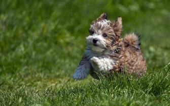 Really Cute Dog Wallpaper HD Image Pictures
