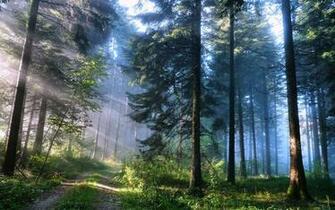 Beauty Of Nature Forest Wallpaper HD Image
