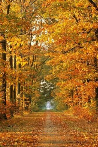Windows Xp Autumn Wallpaper High Definition