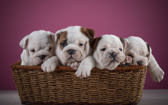 English Bulldog Desktop Wallpaper