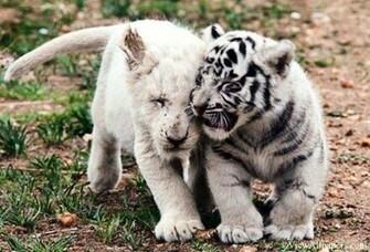 Animal Planet Playful Tigers High Resolution
