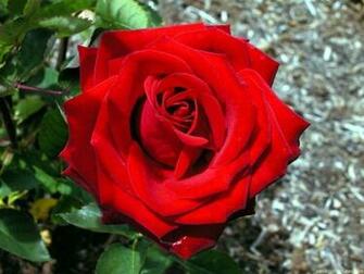 Pretty Roses Wallpaper
