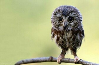 Animal Planet Baby Owl High Resolution