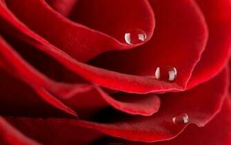 S1600 Roses Jpg