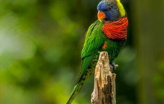 Wallpaper Bird Paint Feathers Beak Parrot Tail Image For