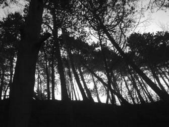 Black And White Nature Trees Gray Wallpaper Background