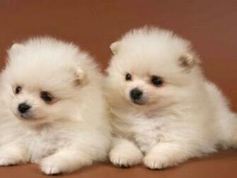 Cute Puppies HD Wallpaper