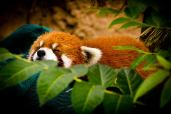 Cute Red Panda Wallpaper