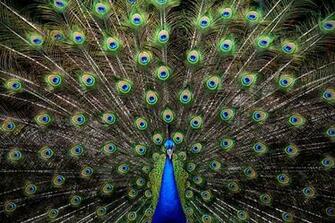 Medellin Colombia A Peacock At The Santa Fe Zoo