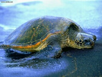 Beautiful Wallpaper Turtle HD
