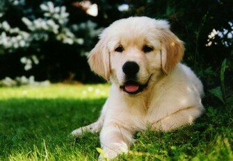 Golden Retriever Animals Background