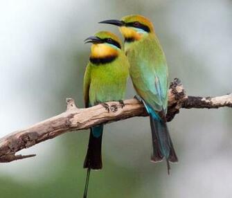 Sweet Bird Wallpaper Screensaver Pre Id