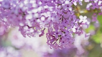 Lilac Wallpaper