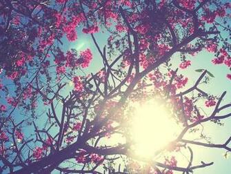 Blue Cute Floral Flowers Inspiration Nature Photography Pink