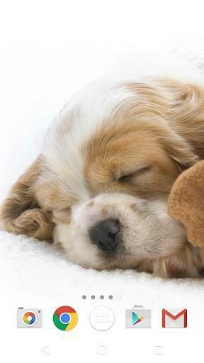 Captura De Pantalla Cute Animals Live Wallpaper
