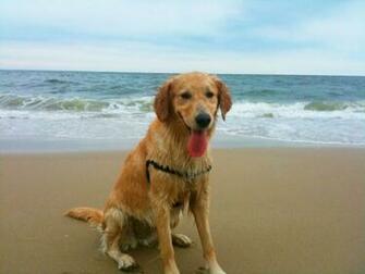 Golden Retriever Wallpaper Beach