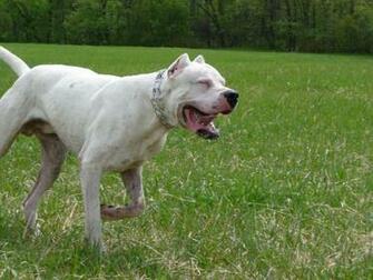 Dogo Argentino Wallpaper HD