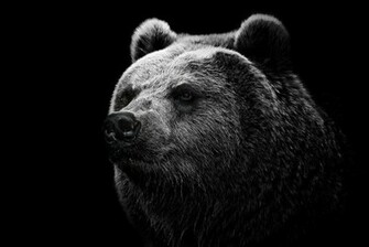 Coders Explore The Collection Bears Animal Bear