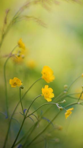 Buttercups Flowers iPhone Wallpaper Ipod HD
