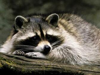 Raccoon Animal Cover HD Wallpaper High Quality