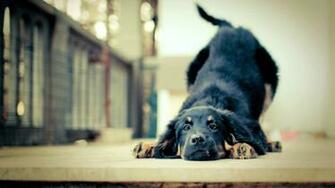 Cute Animal Full HD Wallpaper 1080p Butts Up Puppy