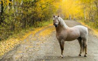 Beautiful Horse Ecommerce